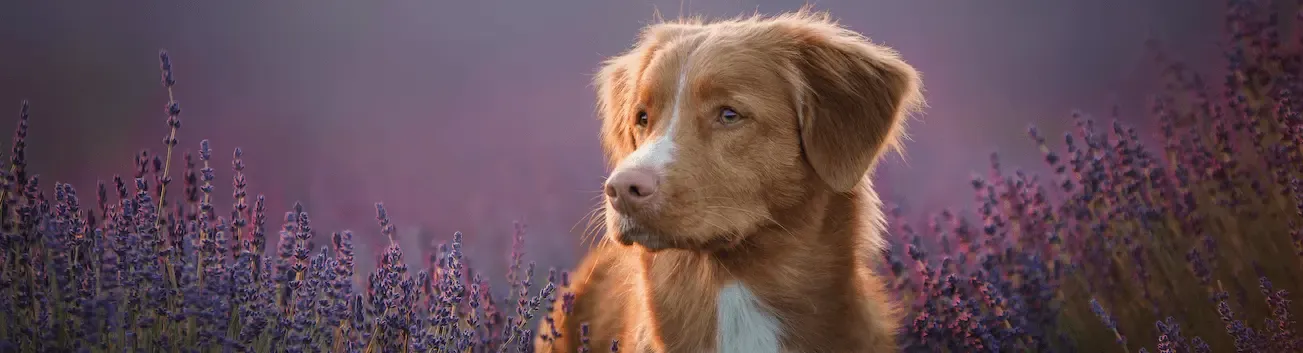 Condromatosis sinovial rodilla. En qué consiste y cómo se maneja