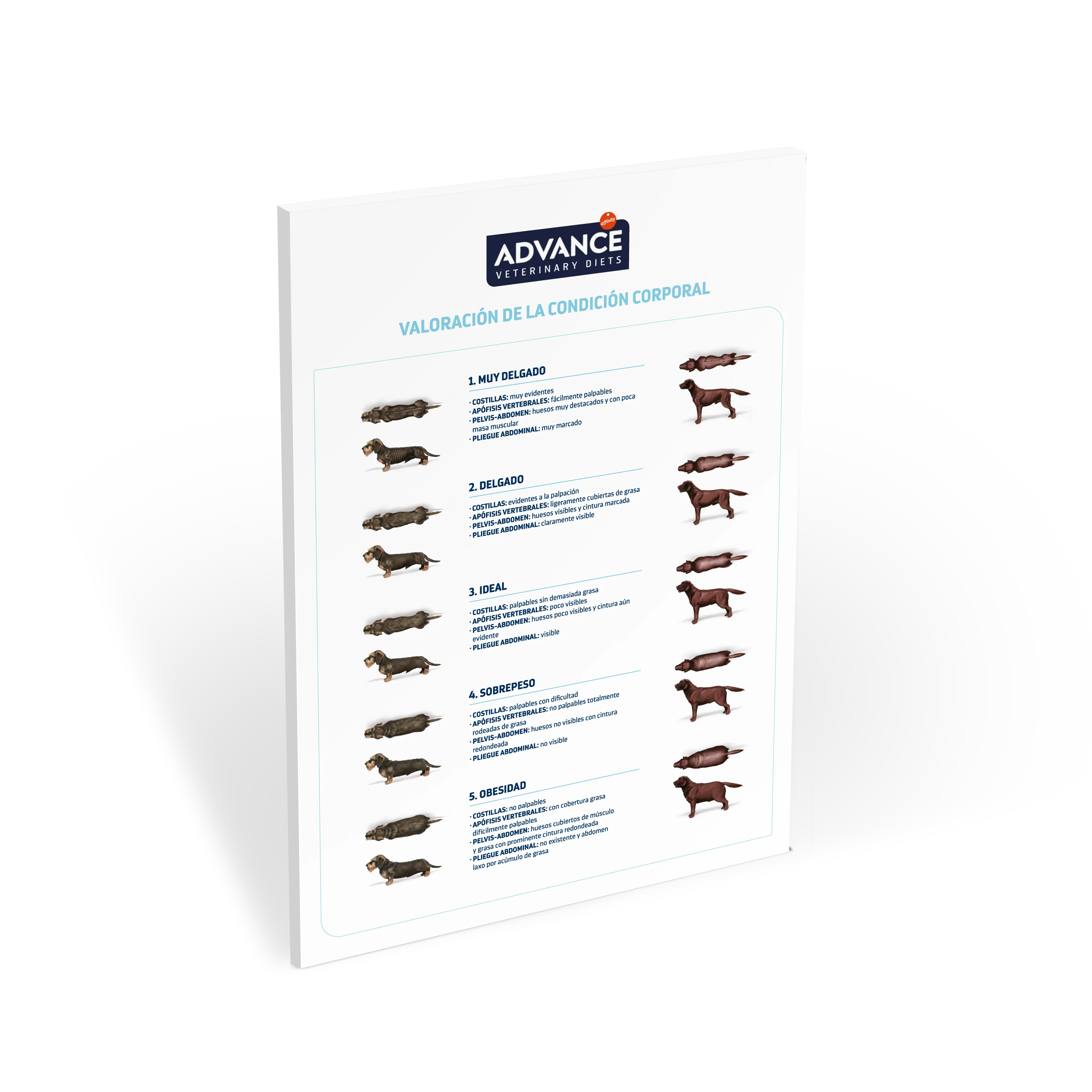 Miniatura_New_Poster_AFFINITY_CondicionCorporal_Perros_090919_ES Miniatura_New_Poster_AFFINITY_CondicionCorporal_Perros_090919_ES