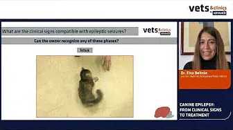 8. INT - Canine epilepsy: from clinical signs to treatment