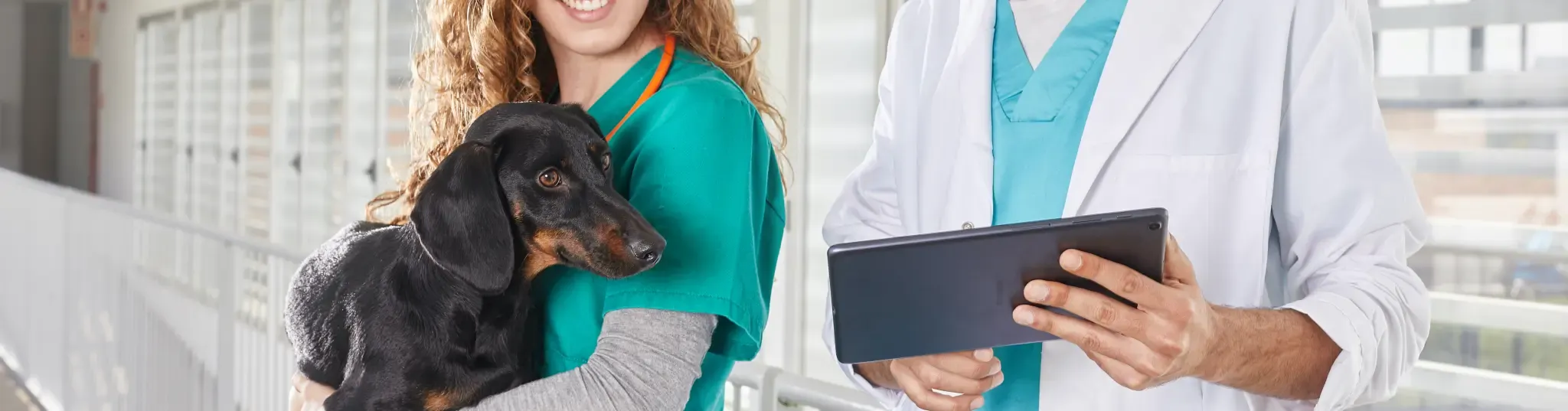 Cataratas nos cães: fatores a verificar antes da cirurgia Cataratas nos cães: fatores a verificar antes da cirurgia