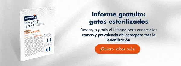 gatos esterilizados gatos esterilizados