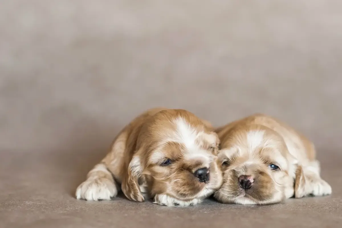 Vacinas obrigatórias para cães: quais são e quando aplicá-las?