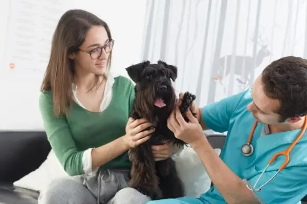 Panosteitis. Breve descripción