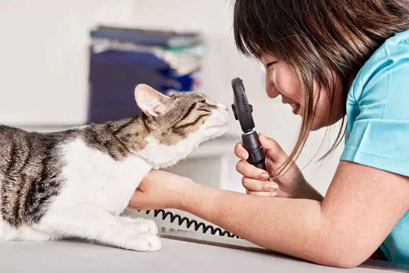 Corneal ulcers in cats: guidelines for managing ulcerative keratitis