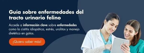 tracto urinario felino tracto urinario felino