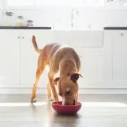 A photo of a dog eating from a bowl in the kitchen. A photo of a dog eating from a bowl in the kitchen.