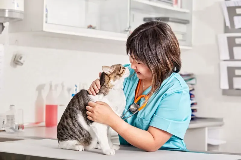 Insuficiência renal em gatos: esperança de vida de acordo com a etiologia