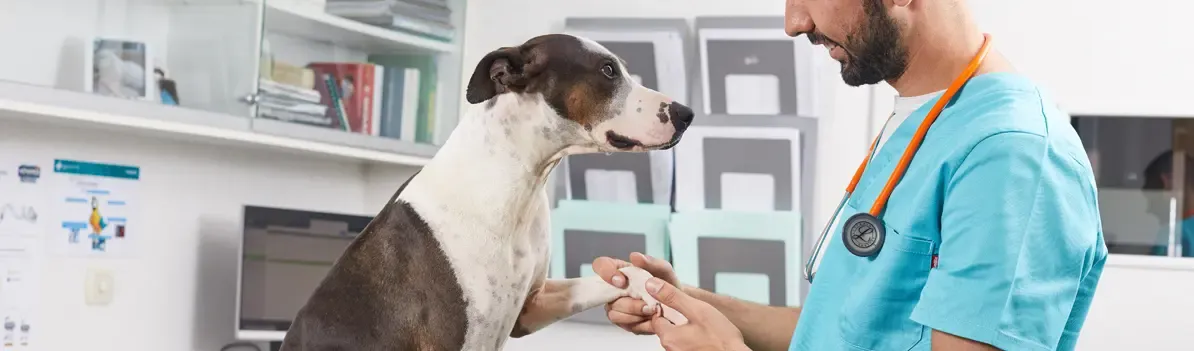 Líquido sinovial, osso e cartilagem. Revisão da saúde da articulação. Líquido sinovial, osso e cartilagem. Revisão da saúde da articulação.