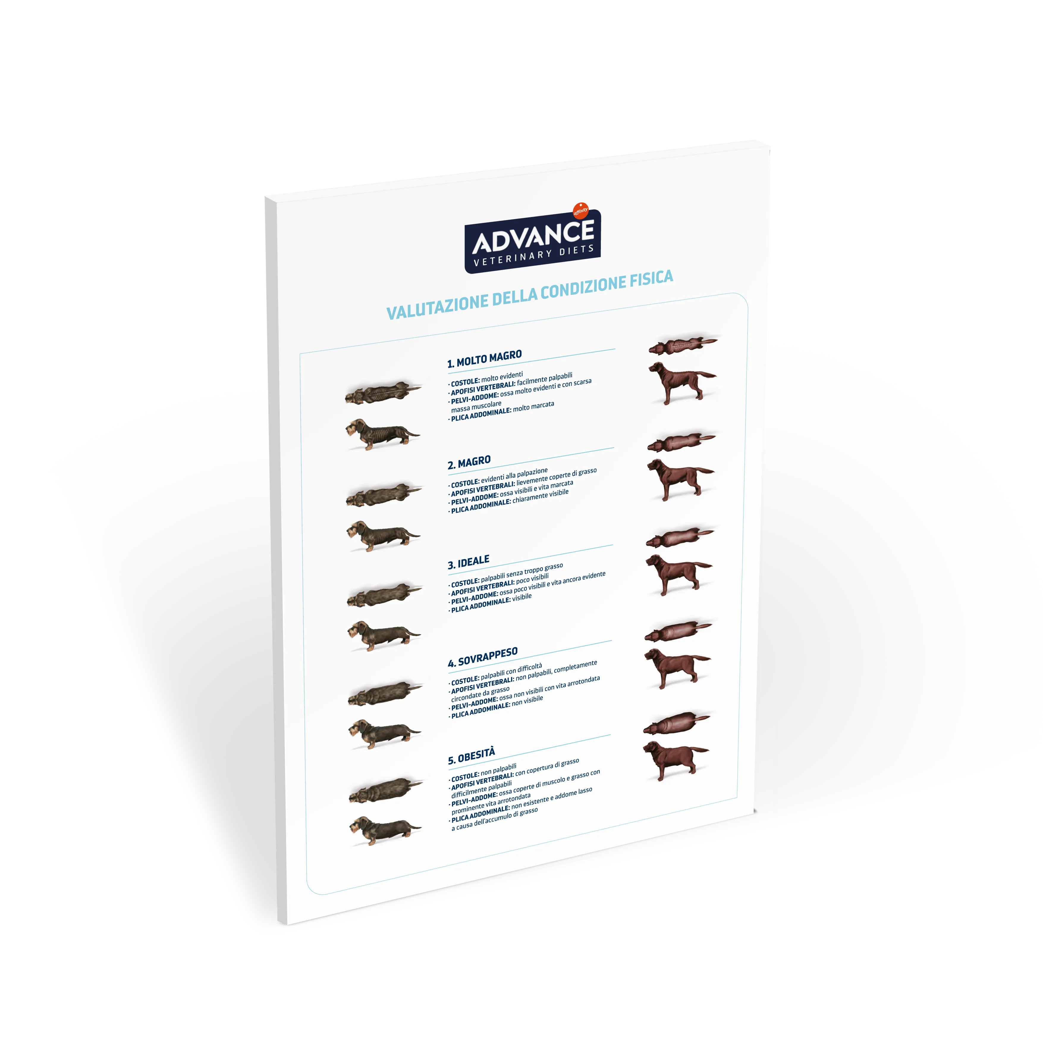 Miniatura_New_Poster_AFFINITY_CondicionCorporal_Perros_090919_IT