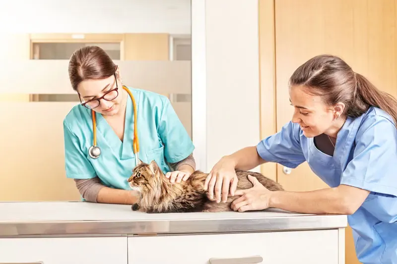 Uso de laxante para gatos no controlo da obstipação