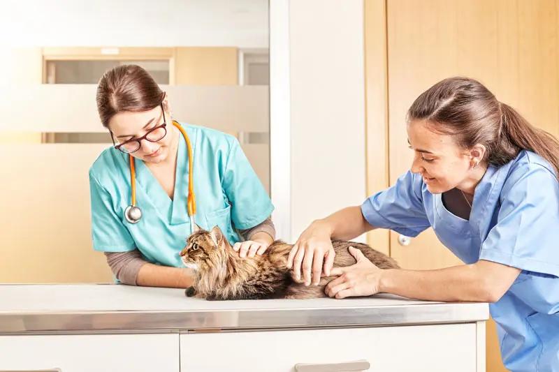 Combinaison Postopératoire Pour Chat - Respirante, Anti-léchage - Pour Stérilisation, Soins à Domicile (S, M, L)
