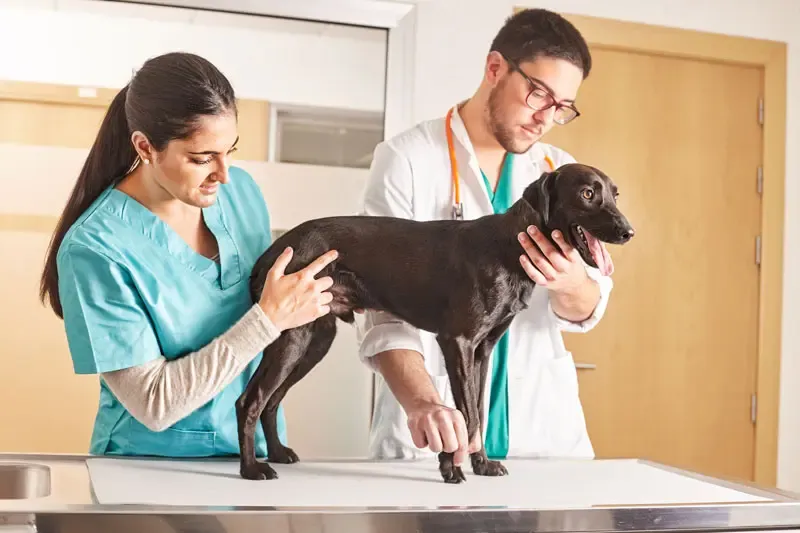 Avaliação da paralisia repentina das patas traseiras do cão