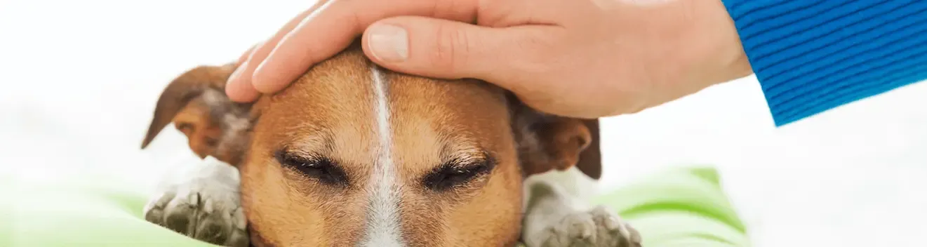 Vómitos y diarreas en perros: efectos de las proteínas bioactivas