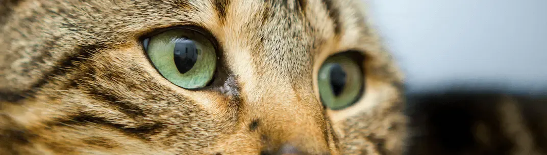 Calicivirus felino: sintomatología clínica y tratamiento