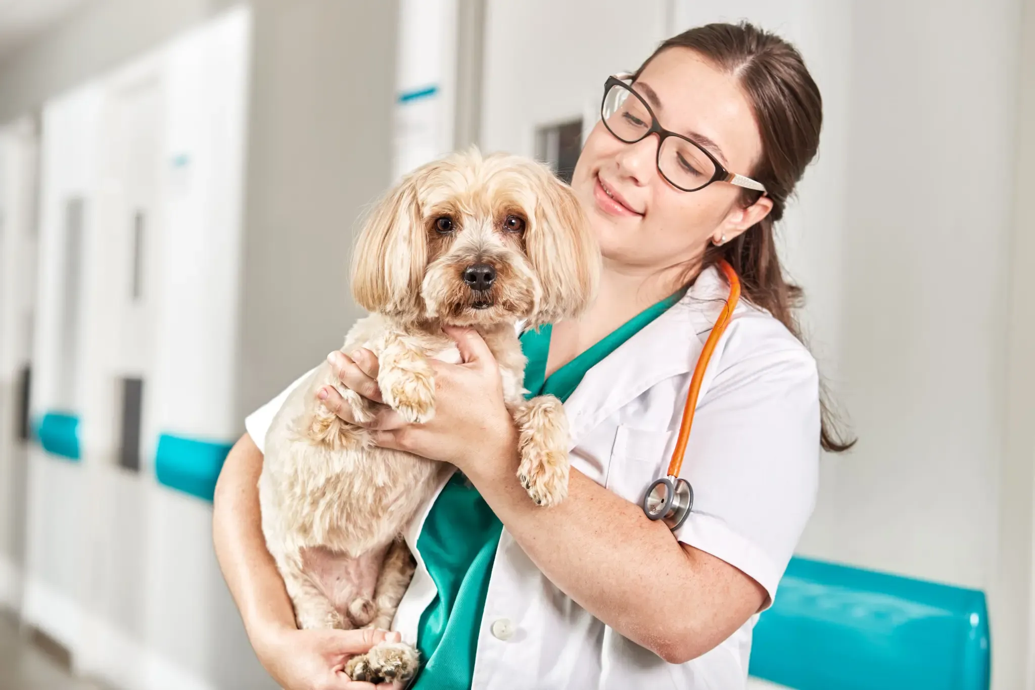 Utilité du trichogramme chez les chiens présentant des problèmes dermatologiques