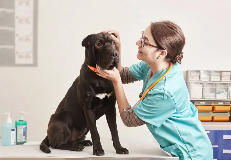 Red eye in dogs: conjunctivitis