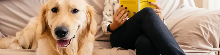 Gastroenterite canina