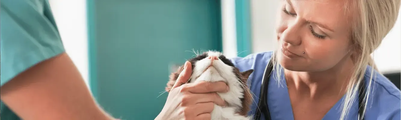 Mycose chez le chat : traitement de la sporotrichose