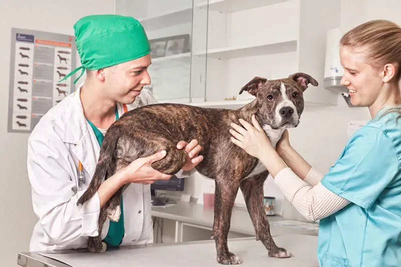 Osteoartrosis en perros y gatos: manejo nutricional