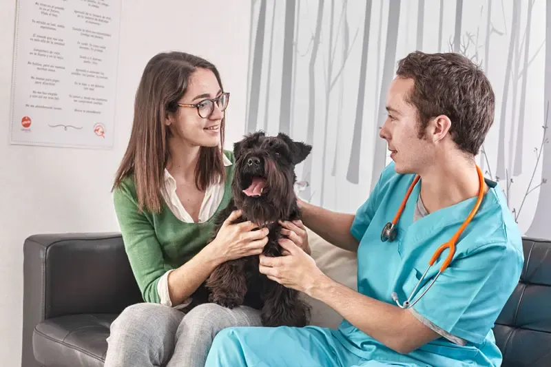 Stereotipie nel cane, un comportamento ripetitivo anomalo