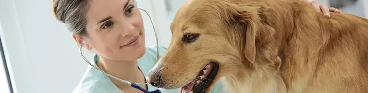 ¿Cuánto cobra un veterinario? Seis errores comunes al fijar precios