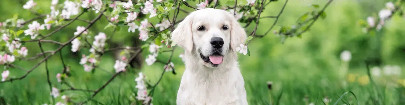 Síndrome de Cushing en perros. Alimentación