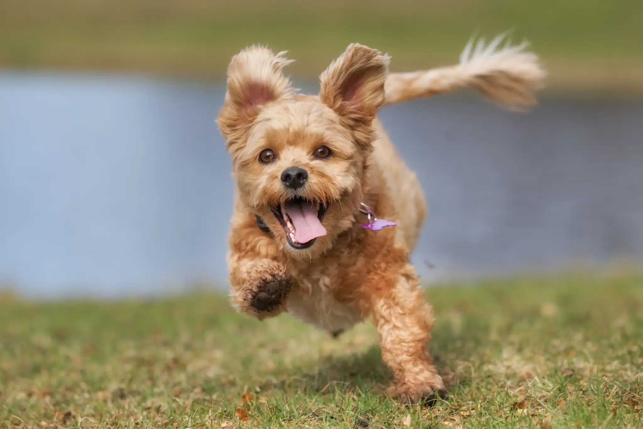 Artropatia degenerativa. Artrite settica batterica