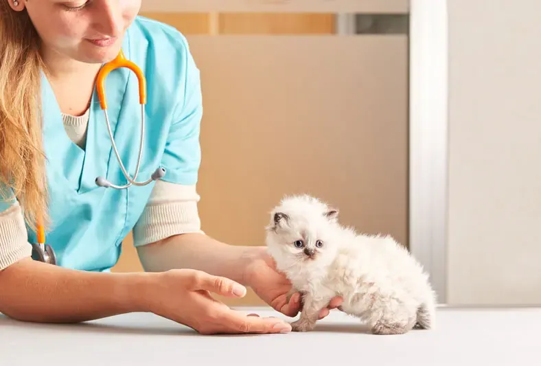 La rotation des jouets pour chats est une clé dans la réduction du stress