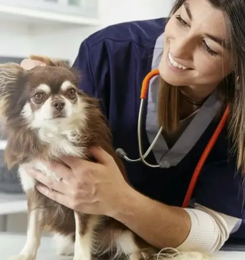 Vets&Clinics is founded Vets&Clinics is founded