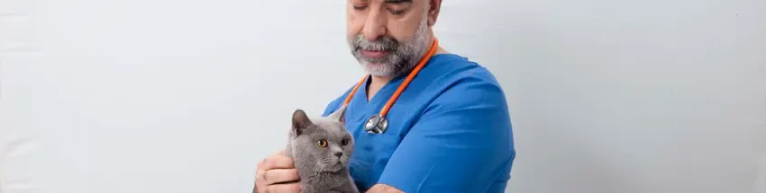 Comida para gatos esterilizados: mudam as necessidades nutricionais?