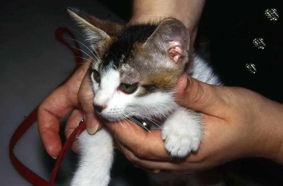 Micose nos gatos: dificuldades diagnósticas na dermatofitose