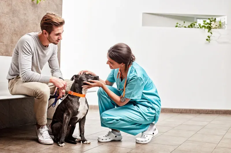 Brucelose canina: uma doença ignorada?