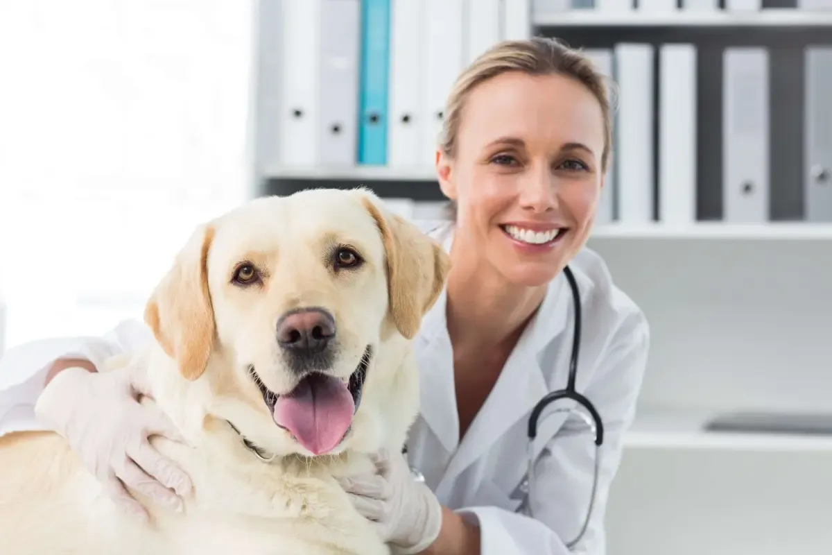 Lepicortinolo (Prednisolona) para cães: interação com AINEs