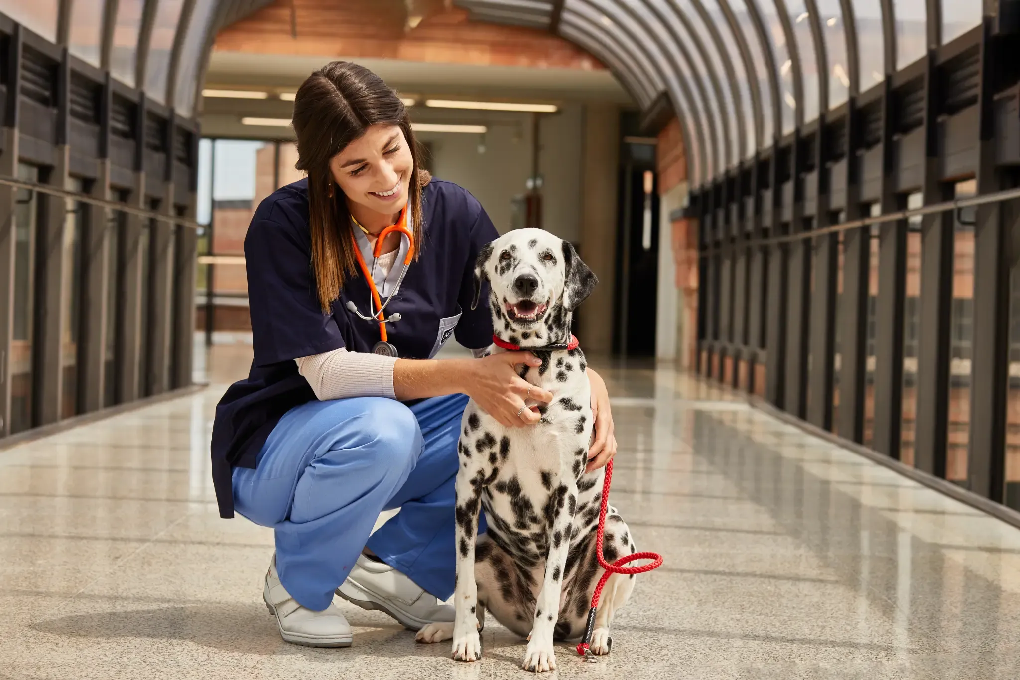 Alimento (ração) sem cereais será a melhor alimentação para os gatos?