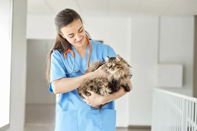 Pregnancy in cats. Rapid pregnancy kit