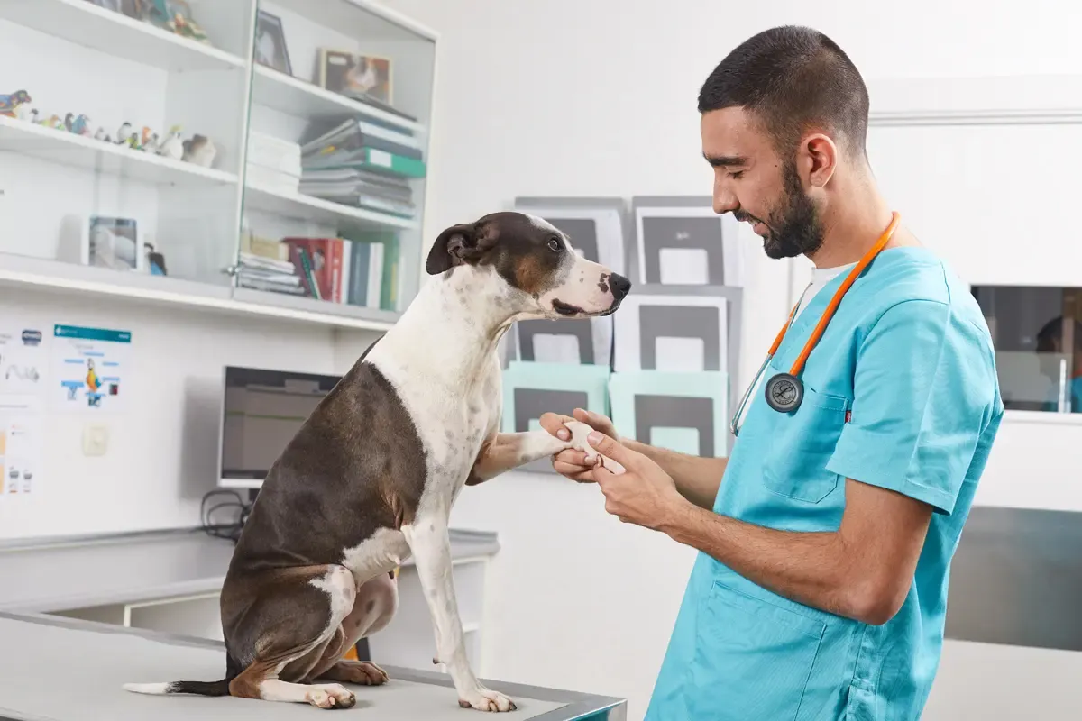 Veterinary physiotherapy: An emerging discipline Veterinary physiotherapy: An emerging discipline