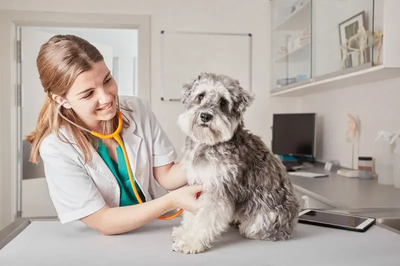 What is the correct diet to complement treatment for leishmaniasis?