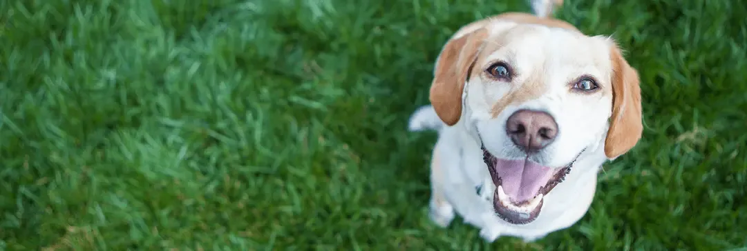Pseudogestación canina. ¿Qué papel juegan la prolactina y la progesterona?