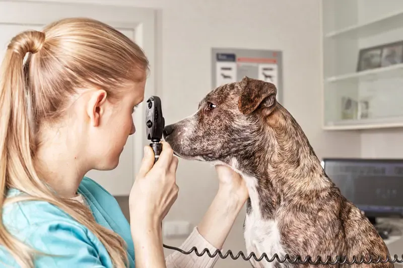 Eye ulcers in dogs caused by ectopic cilia. Excision by biopsy