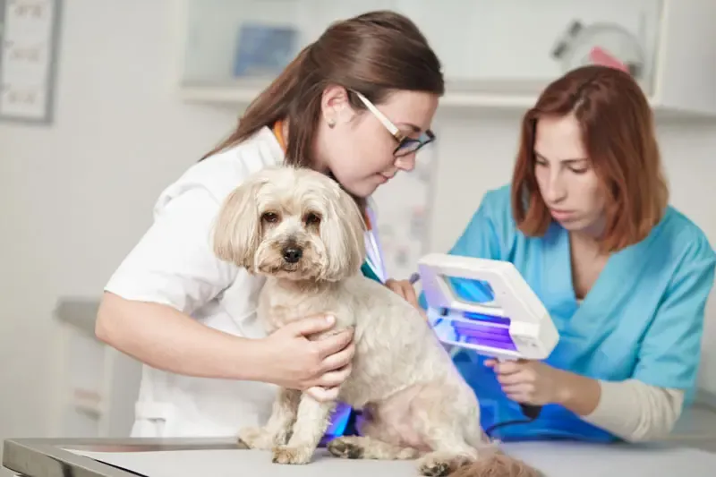 Alopecia em cães com doença sistémica