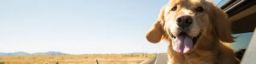 Transporte de cães no automóvel: recomendações nas primeiras viagens