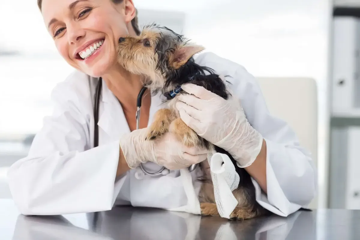 Quanto ganha um veterinário? Seis erros comuns na fixação de preços