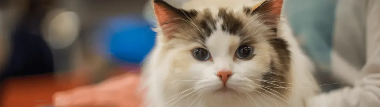 Interféron oméga félin : Leucémie chez le chat et immunodéficience féline