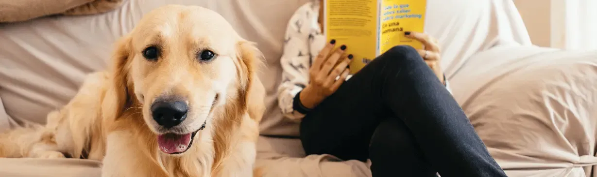 Diarreas en perros: ¿cuándo usar antibióticos? ¿Y cuándo no?