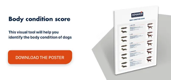 Body condition score - dogs