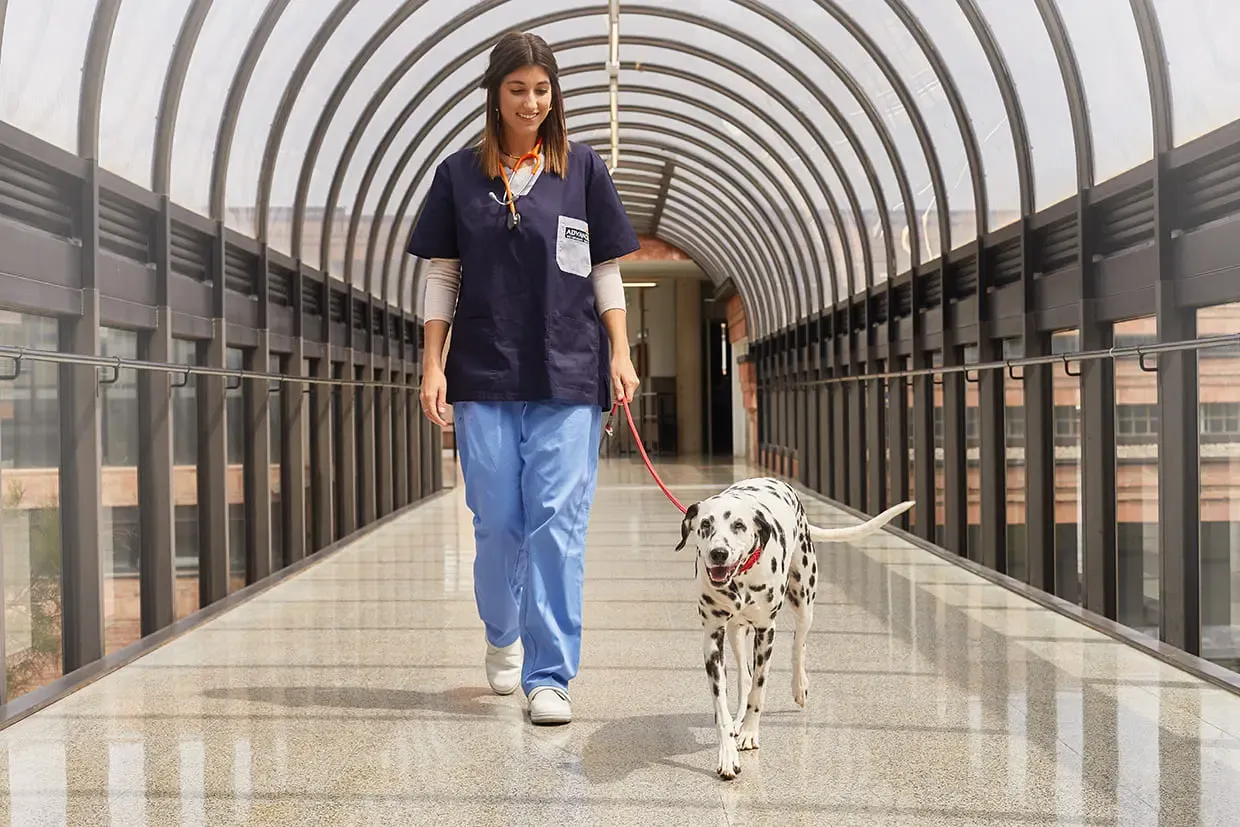 Come fare la passeggiata con il cane ideale senza necessità di usare il GPS