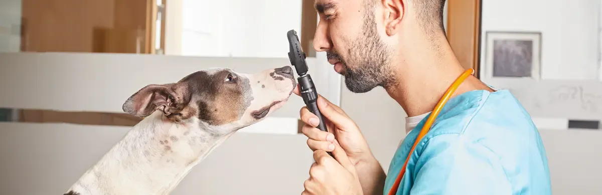 Piometra em cadelas: sintomas, causas, diagnóstico e tratamento