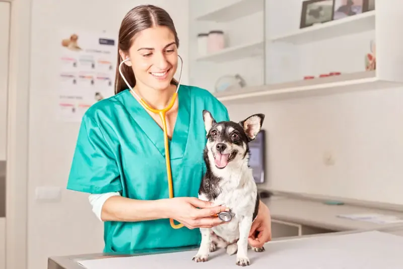 Gastroenterite nei cani: trattamento della sindrome dell’intestino irritabile