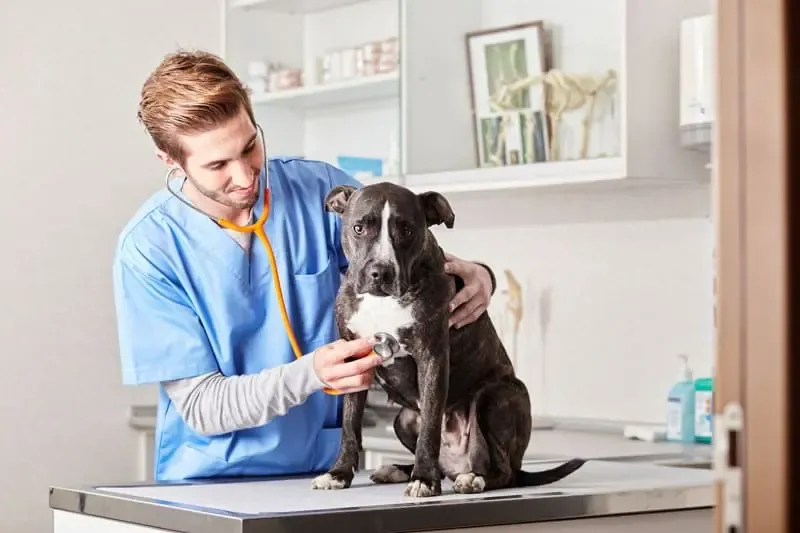 Anorexia canina: recomendaciones clínicas a los tutores