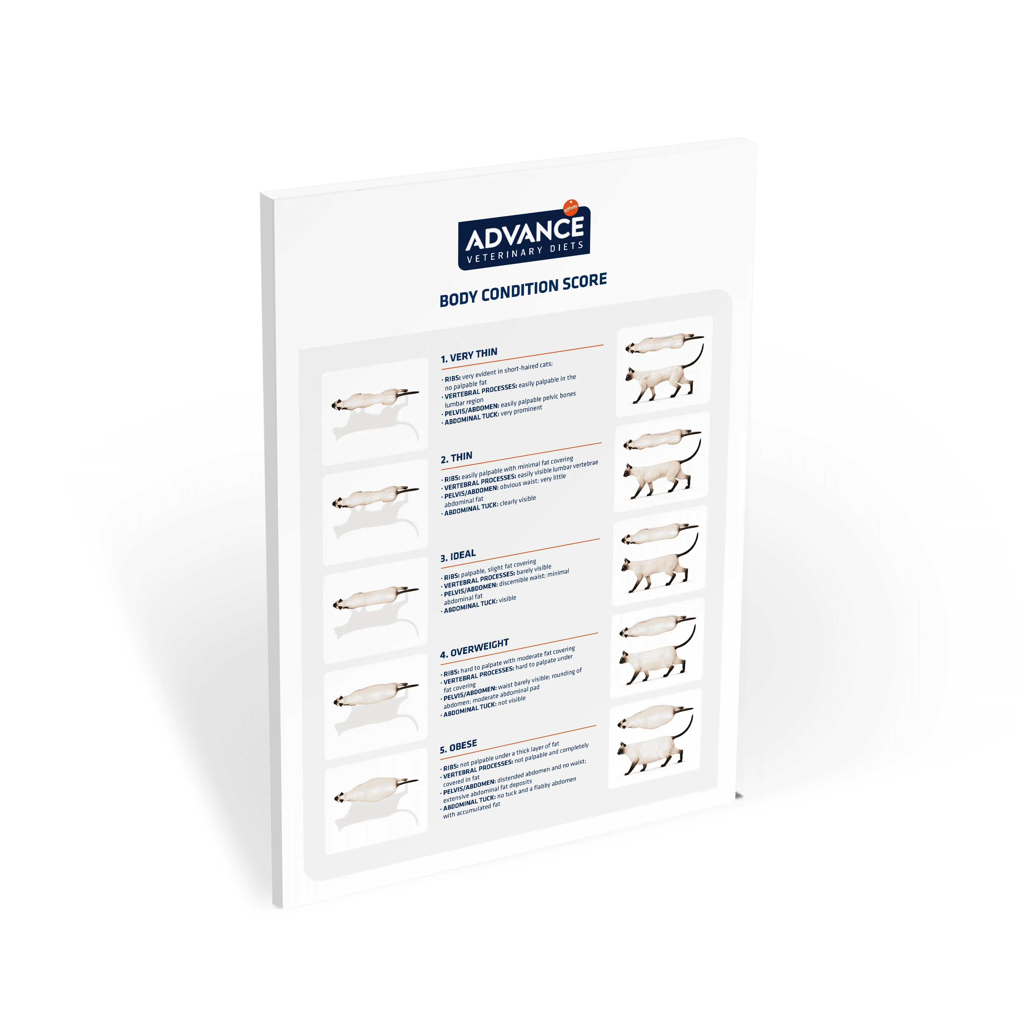 Poster_AFFINITY_CondicionCorporal_Gatos_020919_EN Poster_AFFINITY_CondicionCorporal_Gatos_020919_EN